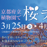 地下鉄中吊り／府立植物園　桜ライトアップ（2016）